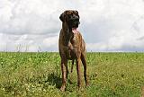 DOGUE ALLEMAND 366
